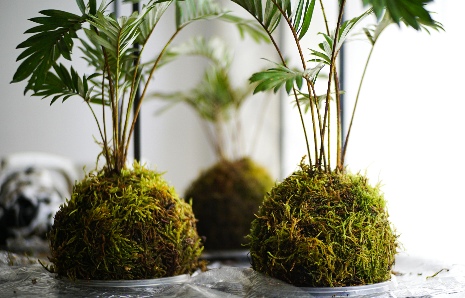 Atelier Kokedama